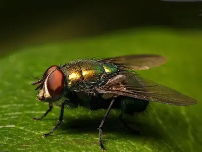 9 animales que pueden sobrevivir sin su cabeza.