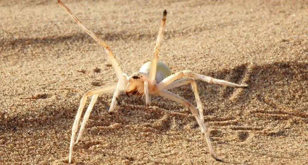 Animales