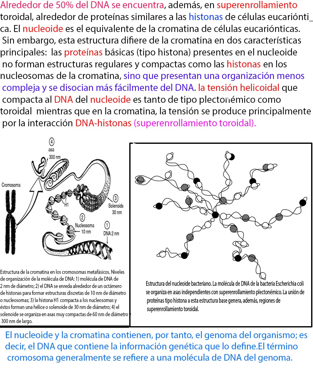 genetica