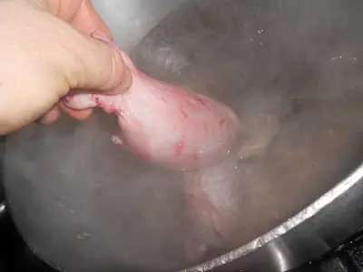 testiculos