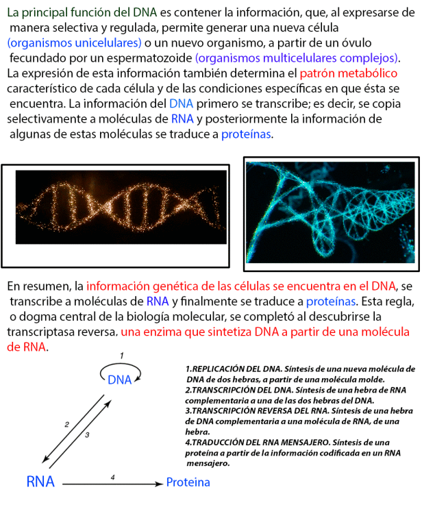 genetica