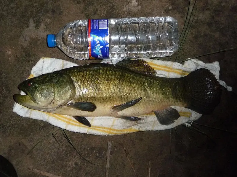 donniembra donniembra
