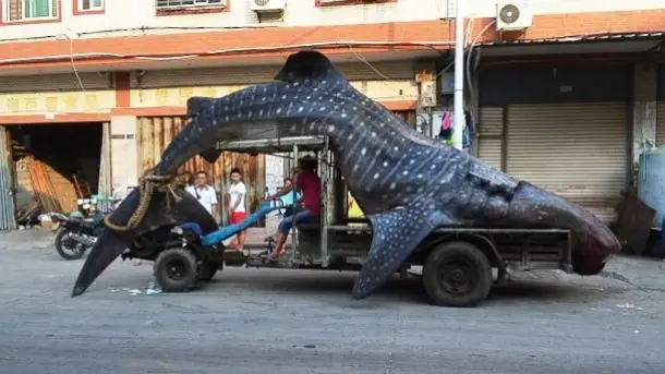 Loco