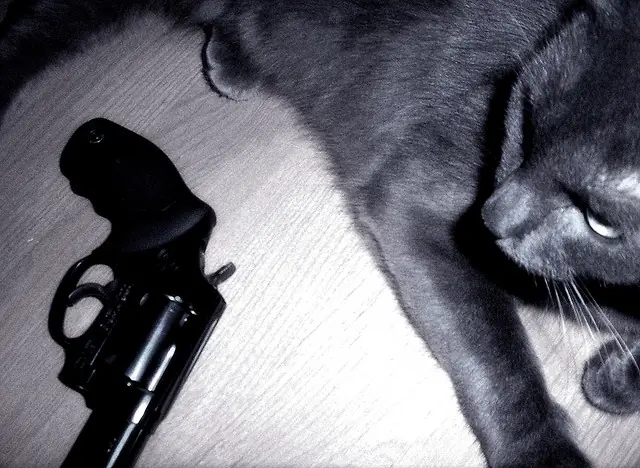 gatos gatos