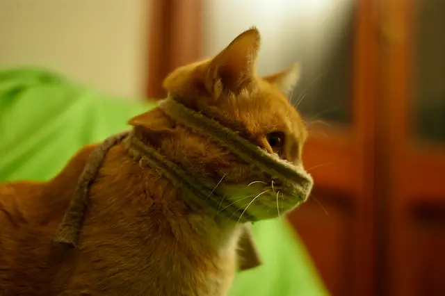 Los Gatos Son Malignos Y Quieren Conquistar El Mundo... Los Gatos Son Malignos Y Quieren Conquistar El Mundo...