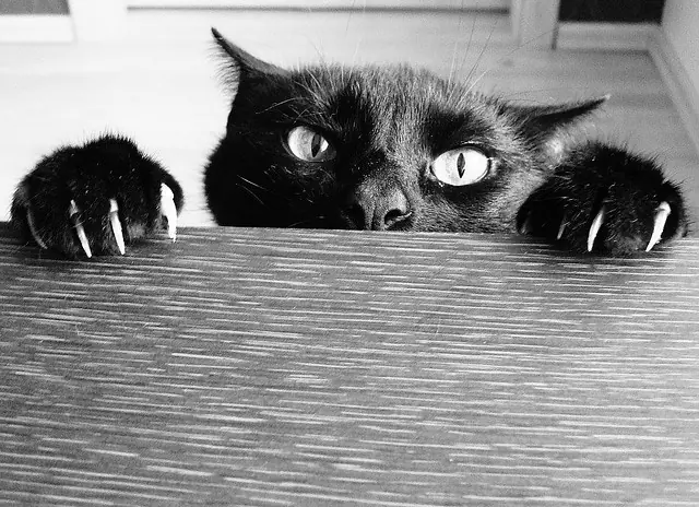 Los Gatos Son Malignos Y Quieren Conquistar El Mundo...