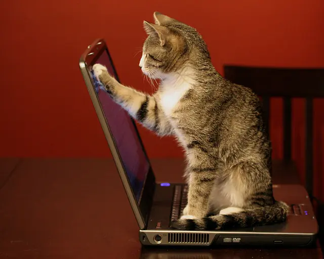 Los Gatos Son Malignos Y Quieren Conquistar El Mundo... Los Gatos Son Malignos Y Quieren Conquistar El Mundo...