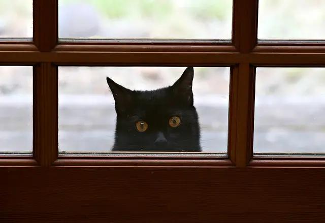 gatos gatos