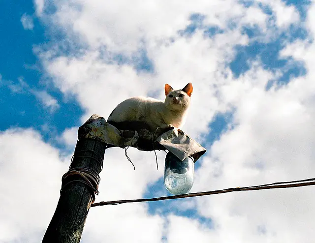 Los Gatos Son Malignos Y Quieren Conquistar El Mundo... Los Gatos Son Malignos Y Quieren Conquistar El Mundo...