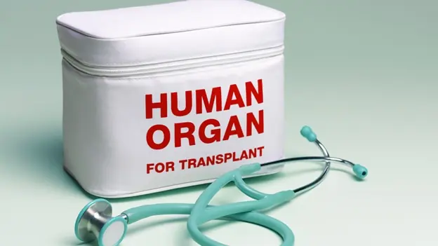 Primer paso para desarrollar órganos humanos