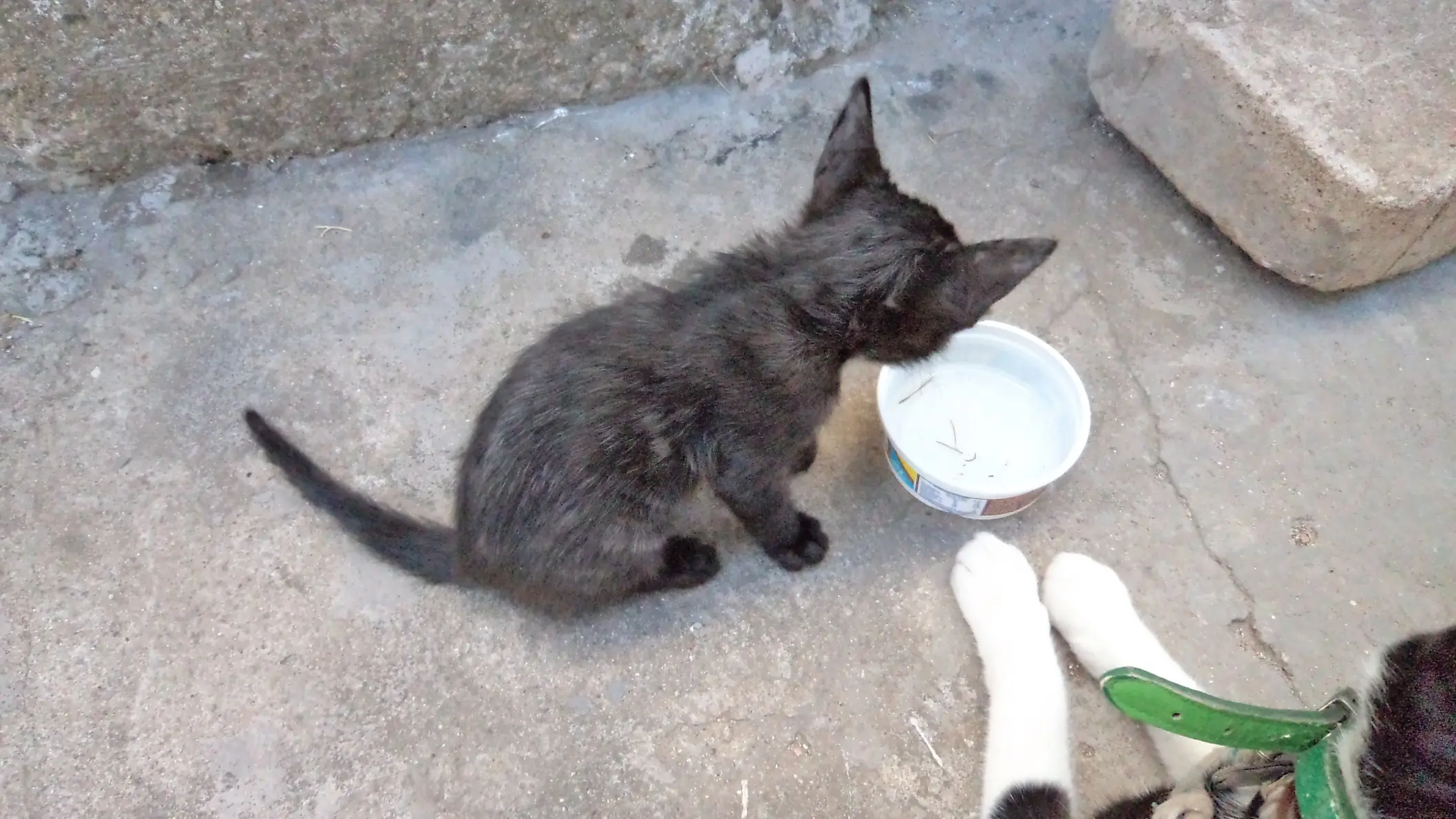 un gato