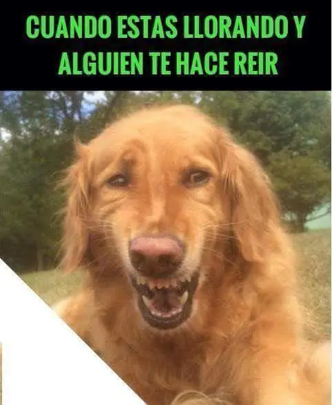de humor