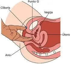femenino