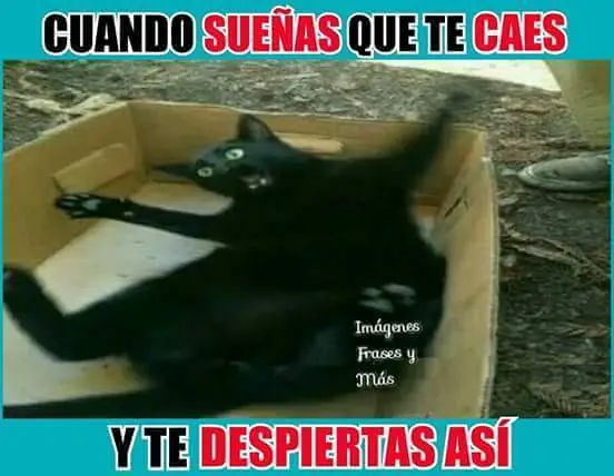 linces