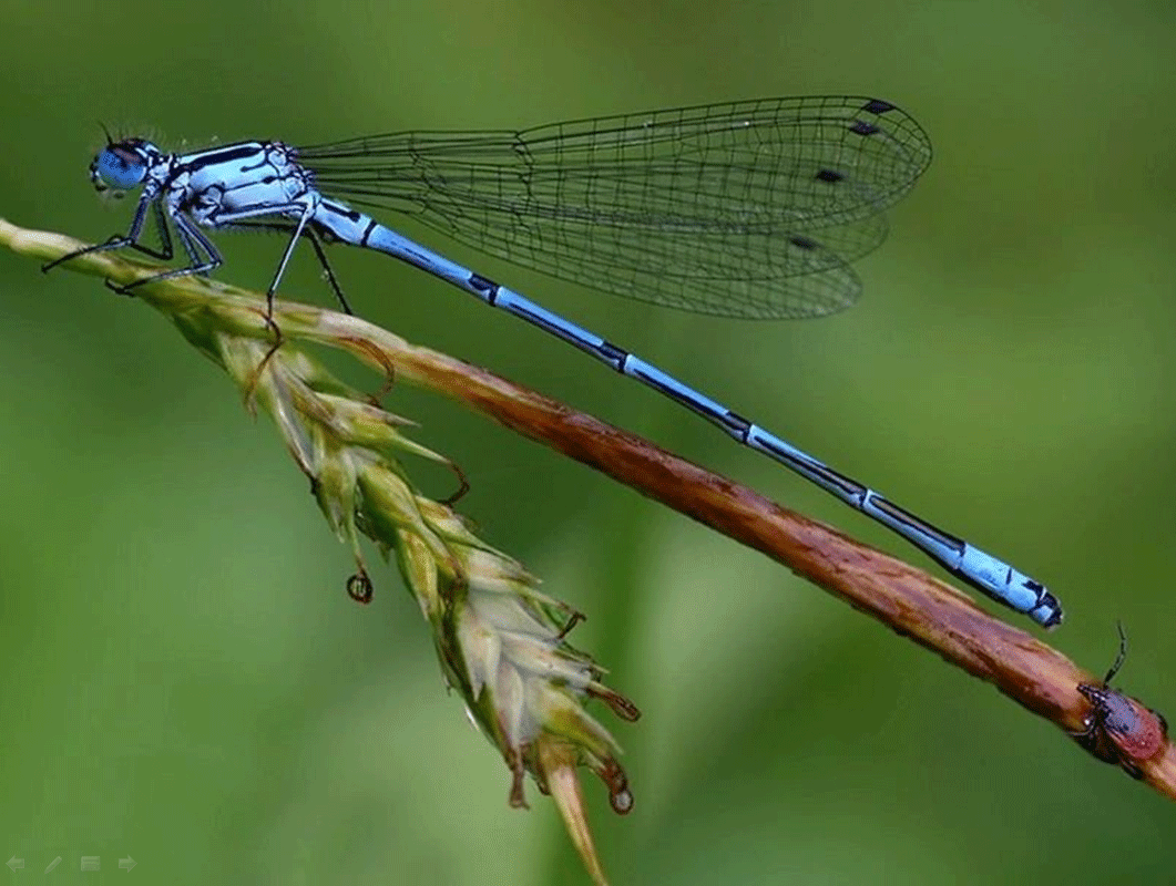 5 insectos que parecen de otro planeta: