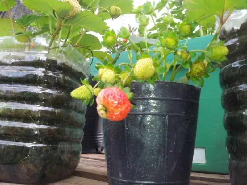 huerta organica