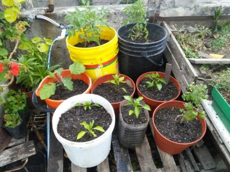 huerta organica
