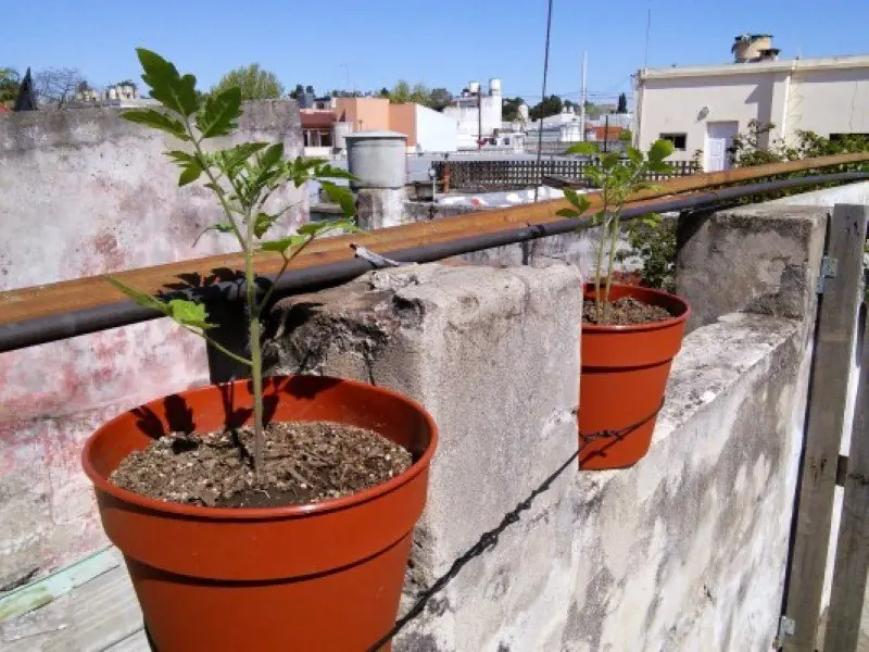 huerto urbano