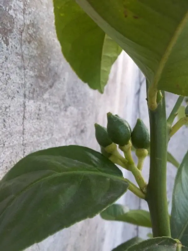 huerta en casa
