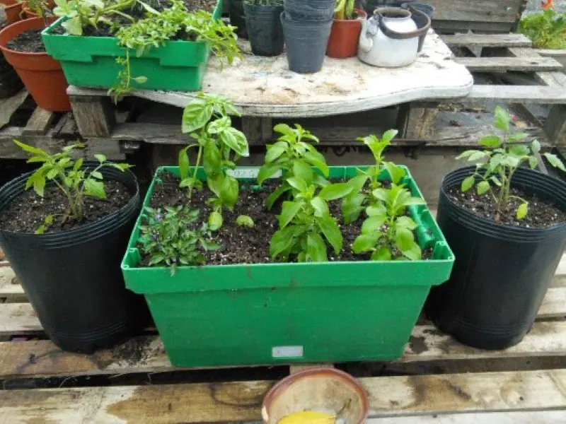 huerta en casa
