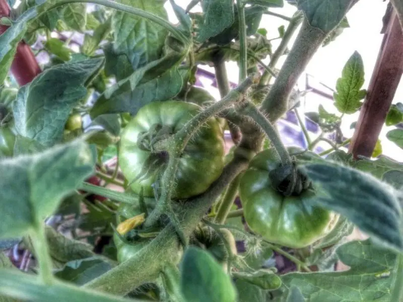huerta en casa