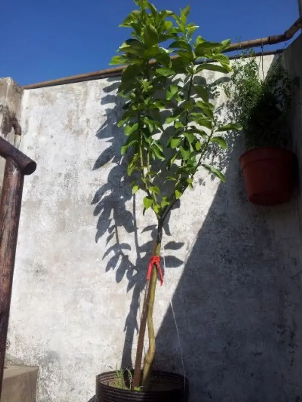 Hice un huerto urbano y te lo muestro