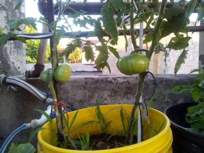 huerta organica