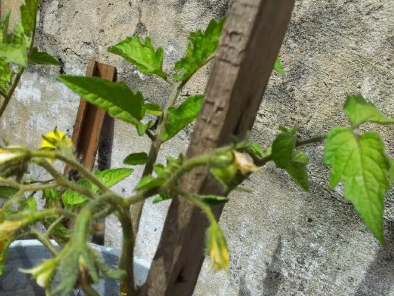 huerto urbano