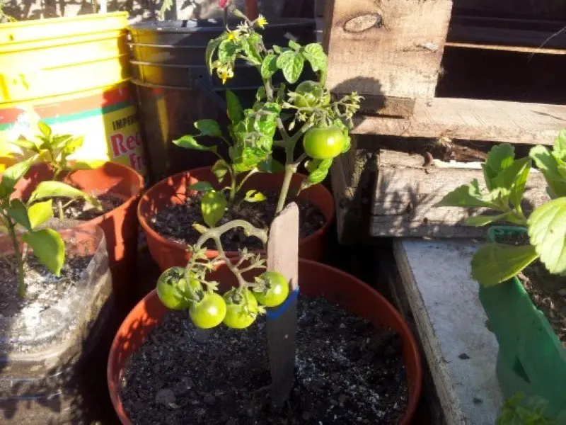 huerta en casa