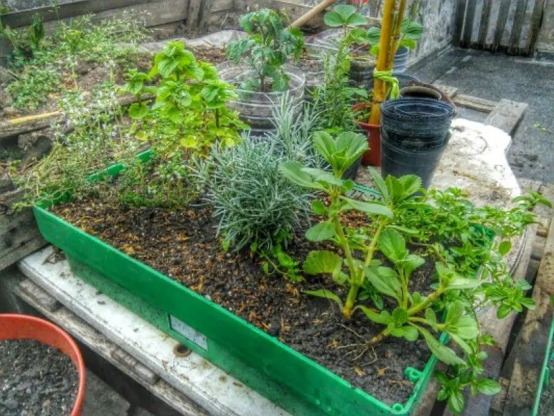 huerta organica