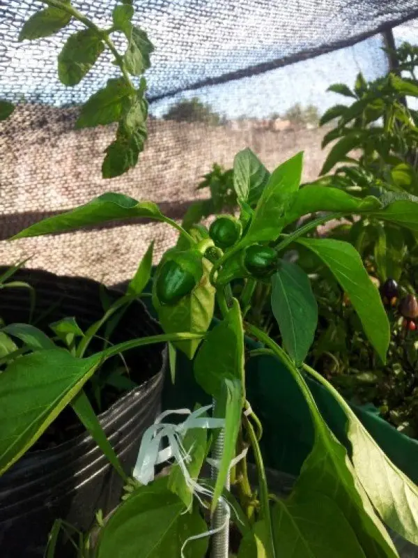 huerta organica