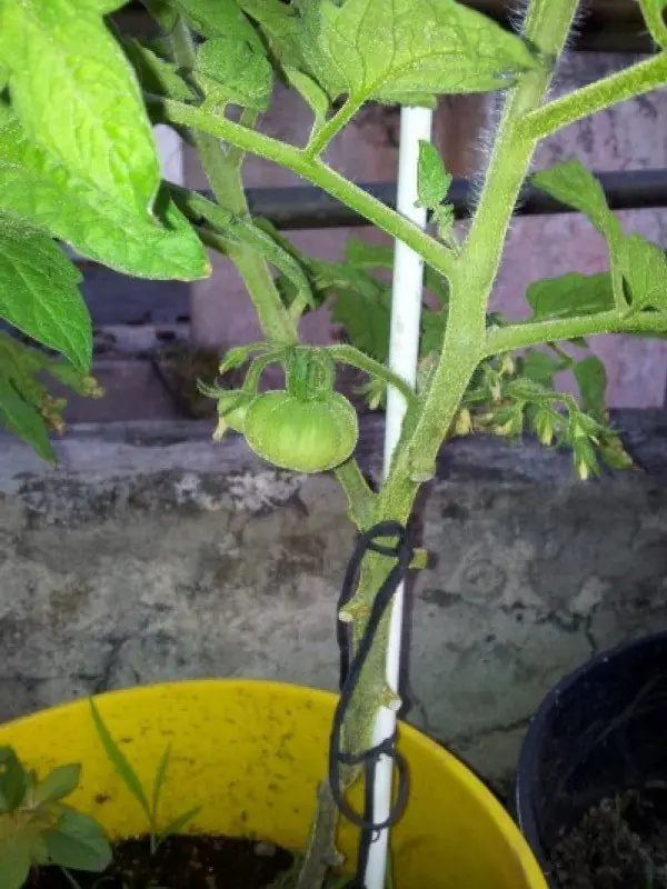 huerta en casa