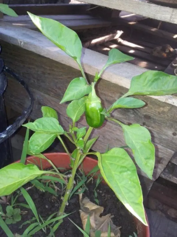 huerta organica