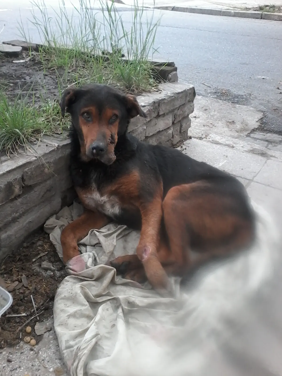 Perrita Salvada. Vecinos Unidos x los animales.