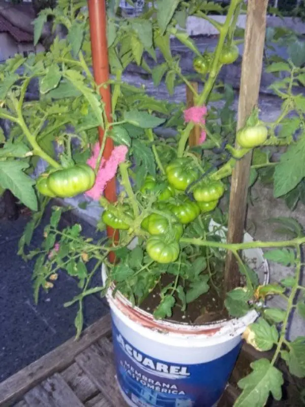 huerta organica