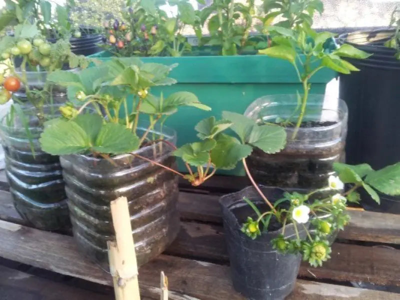 huerta organica