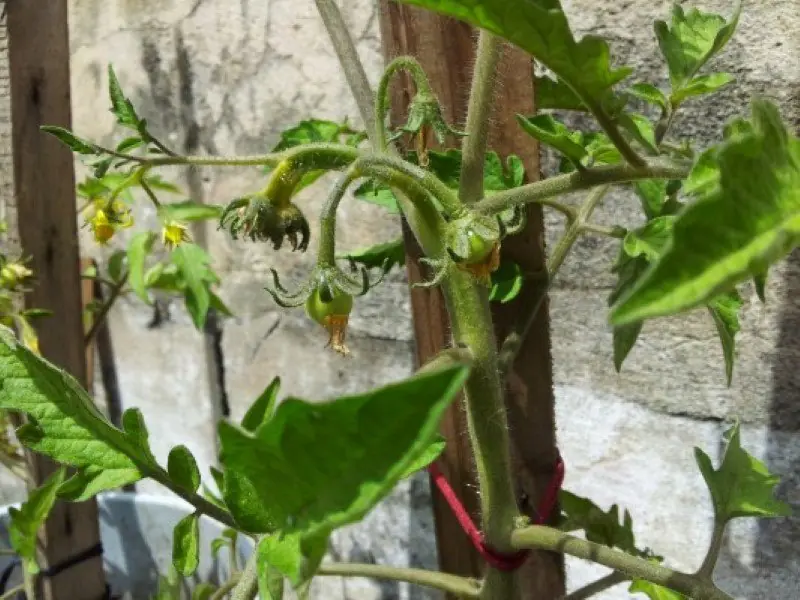 huerta en casa