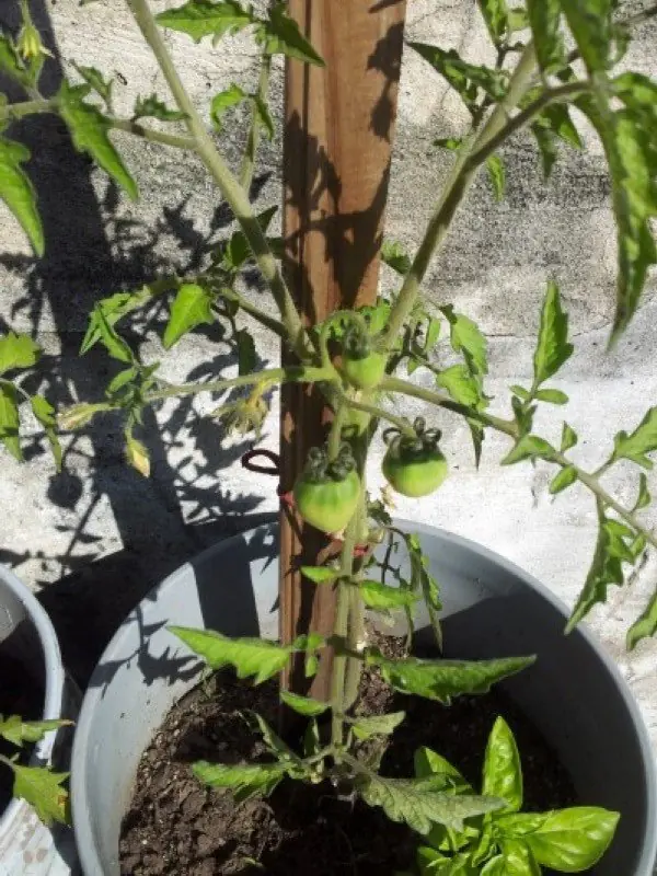 huerta en casa
