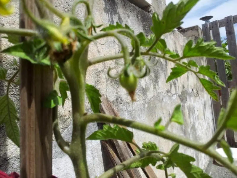 huerta organica