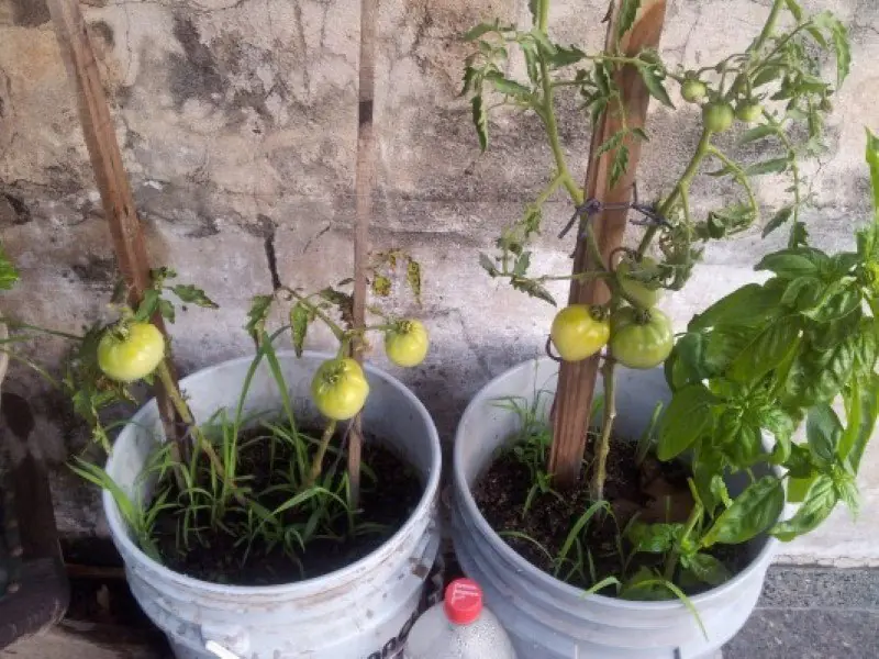 huerta en casa