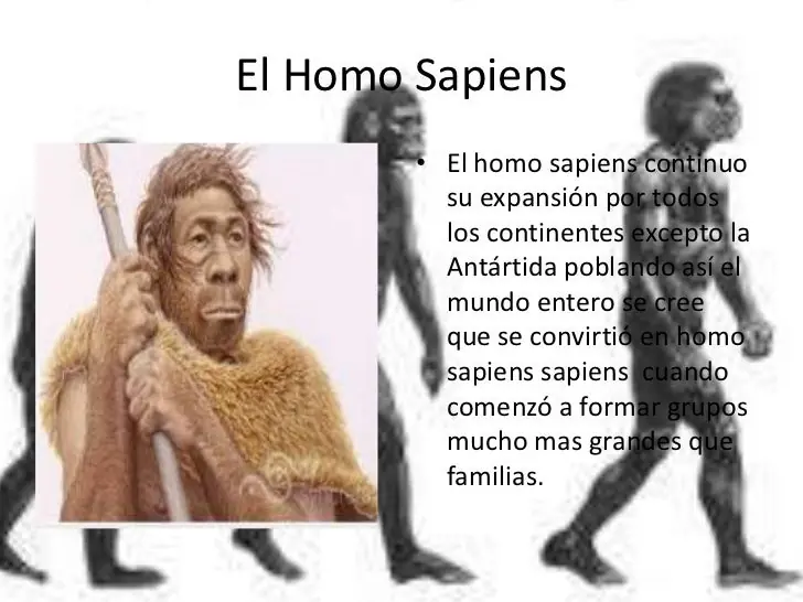 homogeneo