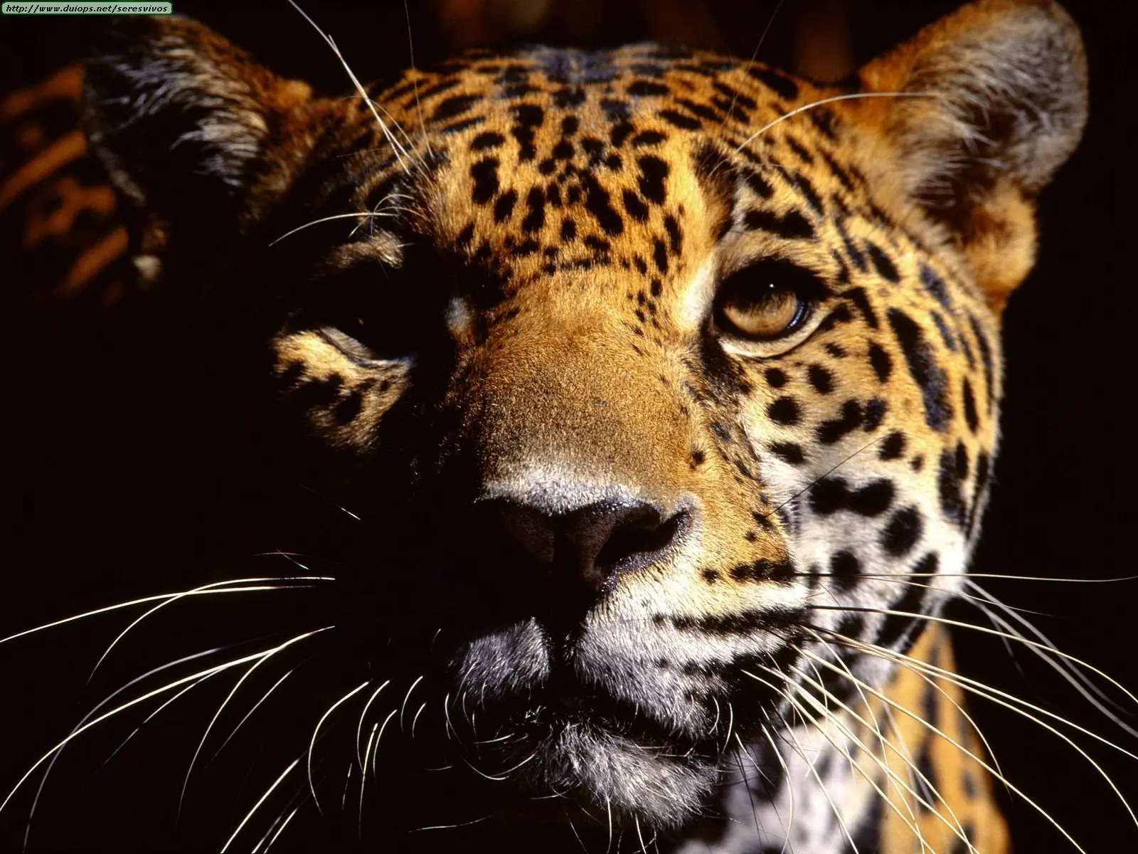 pantera onca