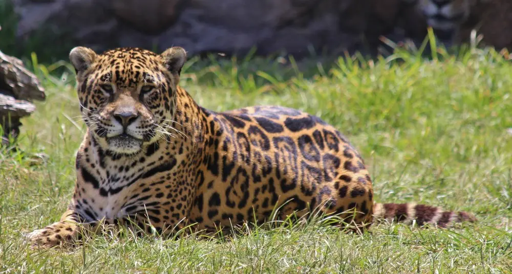 Lucha por un felino gigante - nuestro Yaguareté