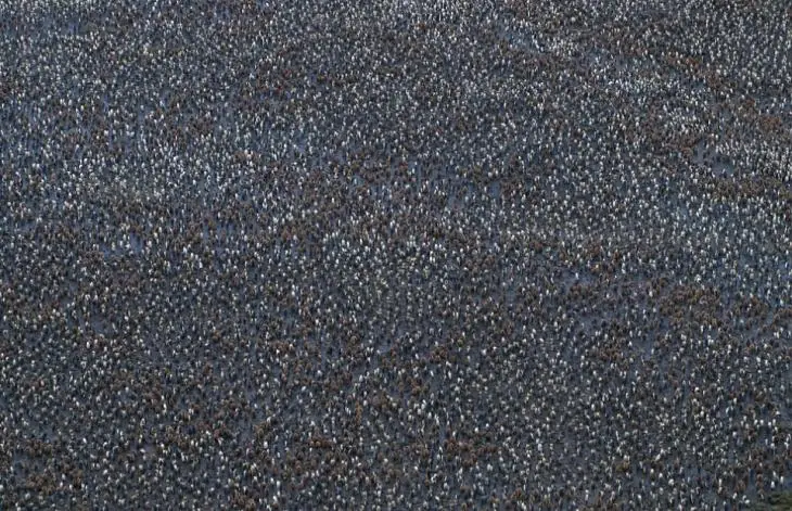 El gobierno de los pinguinos