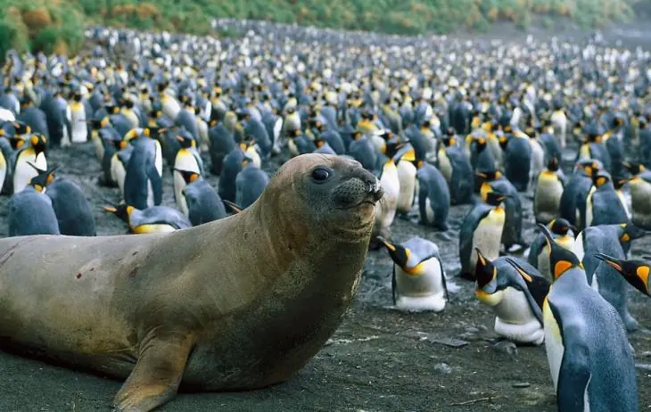 El gobierno de los pinguinos