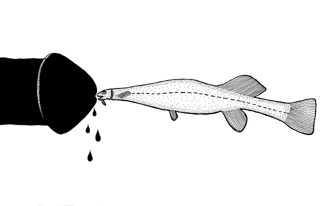 candiru
