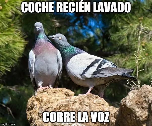 maquinolas