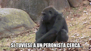 ¡Gifs Gorilas! - Recopilación 2.0