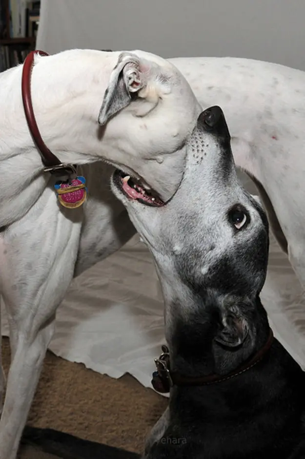 Fotos de animales WTF