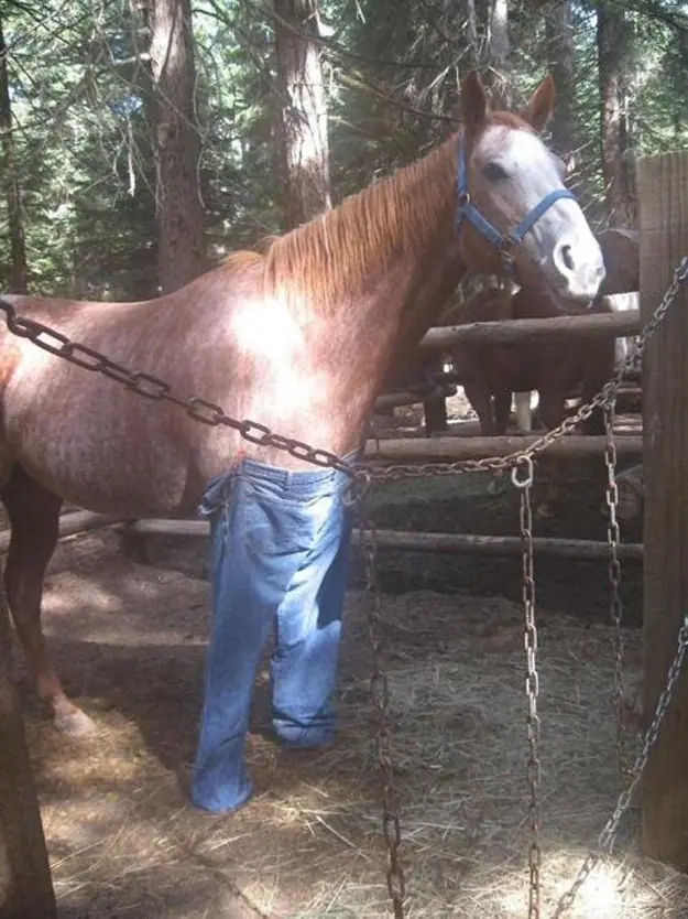 Fotos de animales WTF